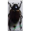 Phyllopertha horticola (Linnaeus, 1758) Ogrodnica niszczylistka